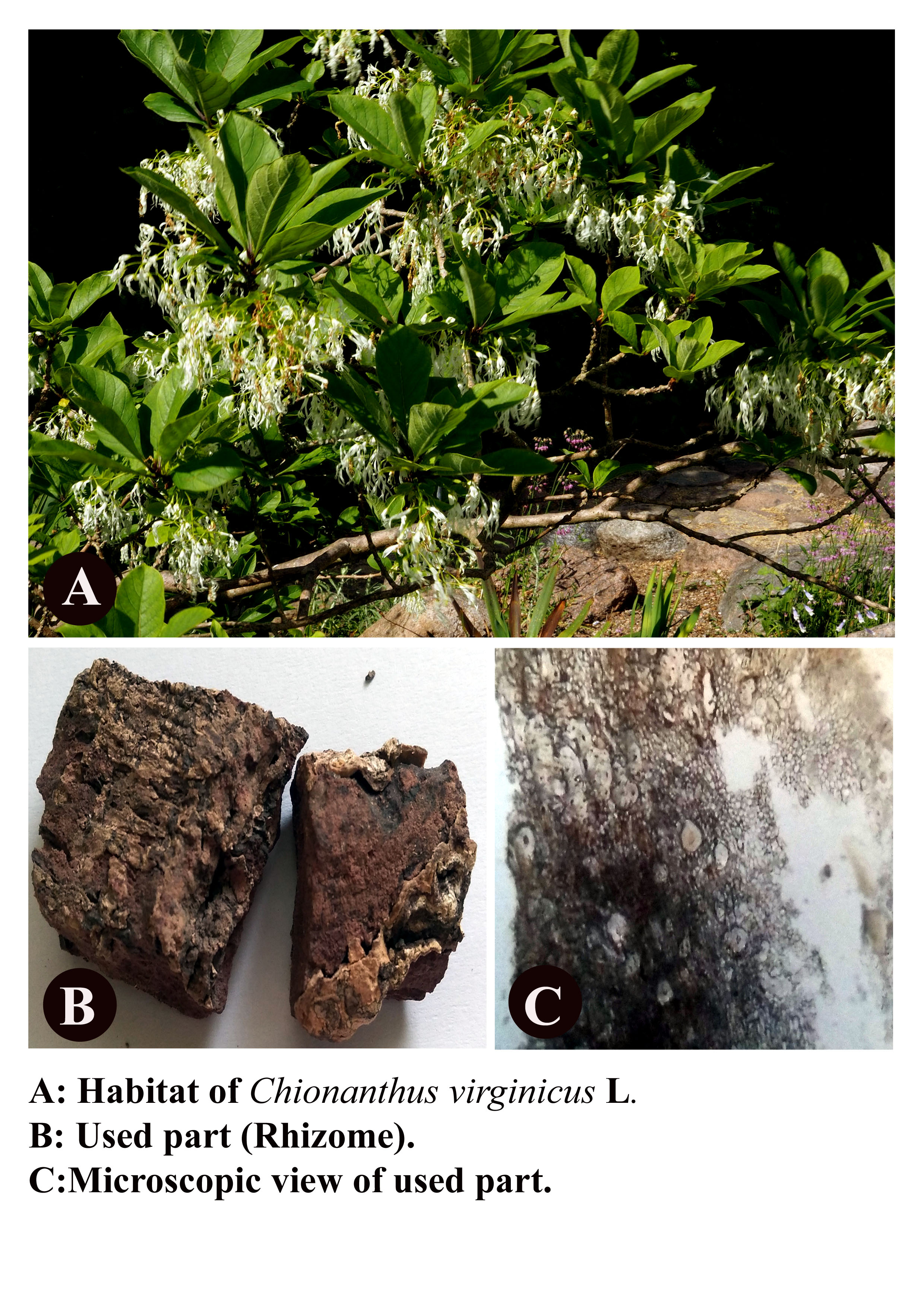 Chionanthus virginicus 